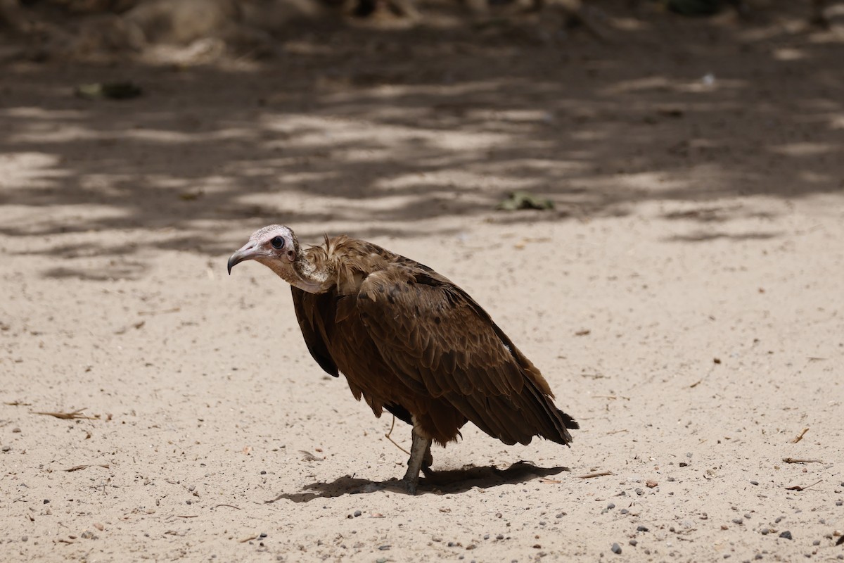 Hooded Vulture - ML618702486