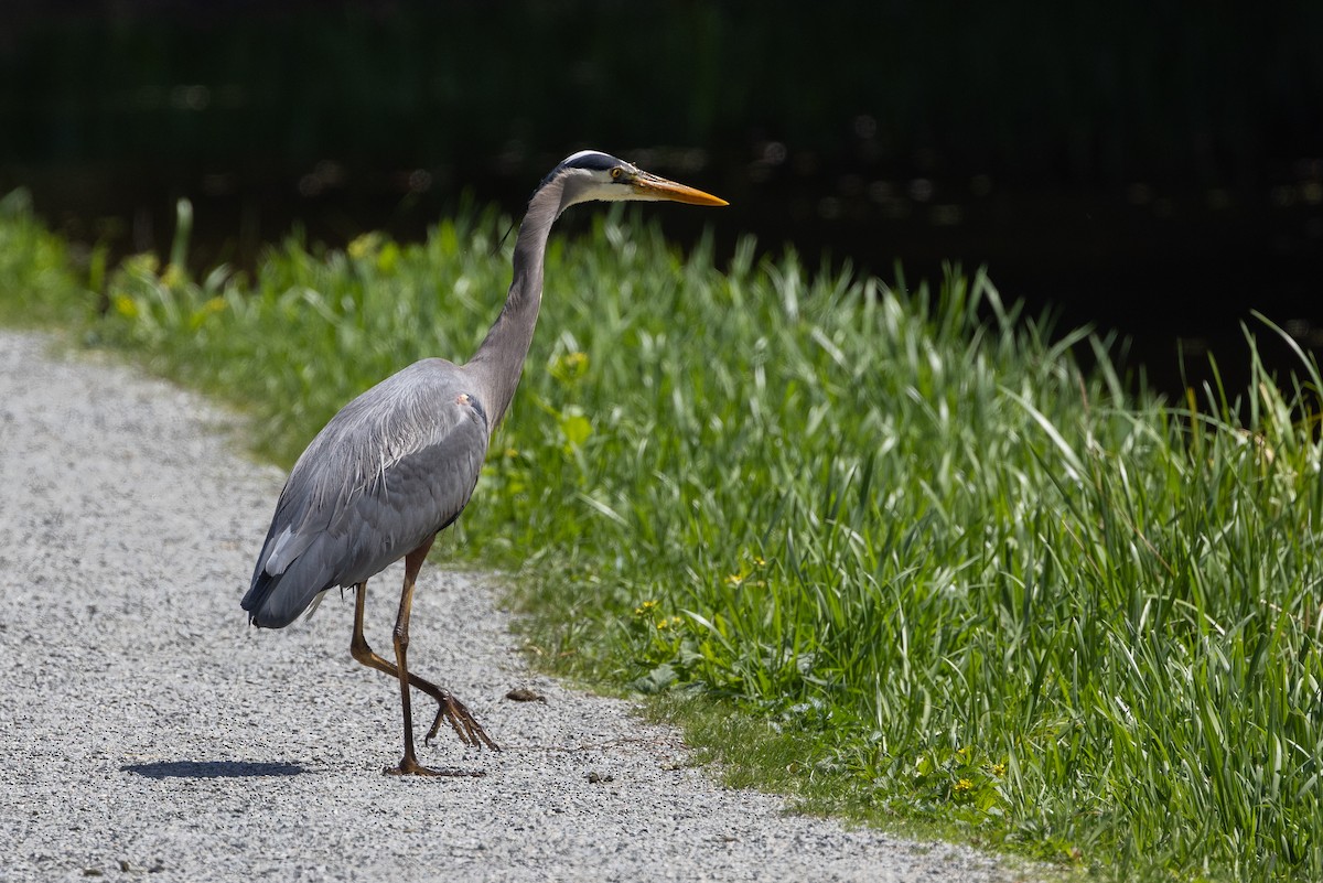 Great Blue Heron - ML618702487