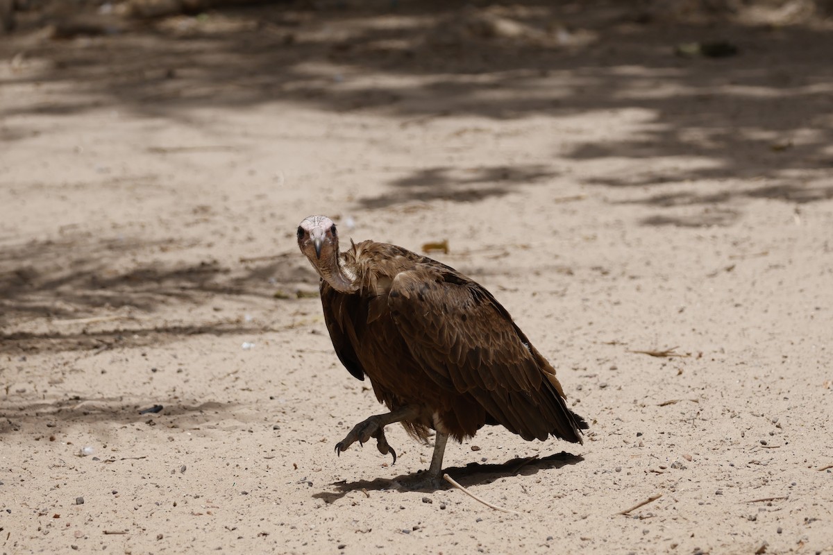 Hooded Vulture - Mathieu Soetens