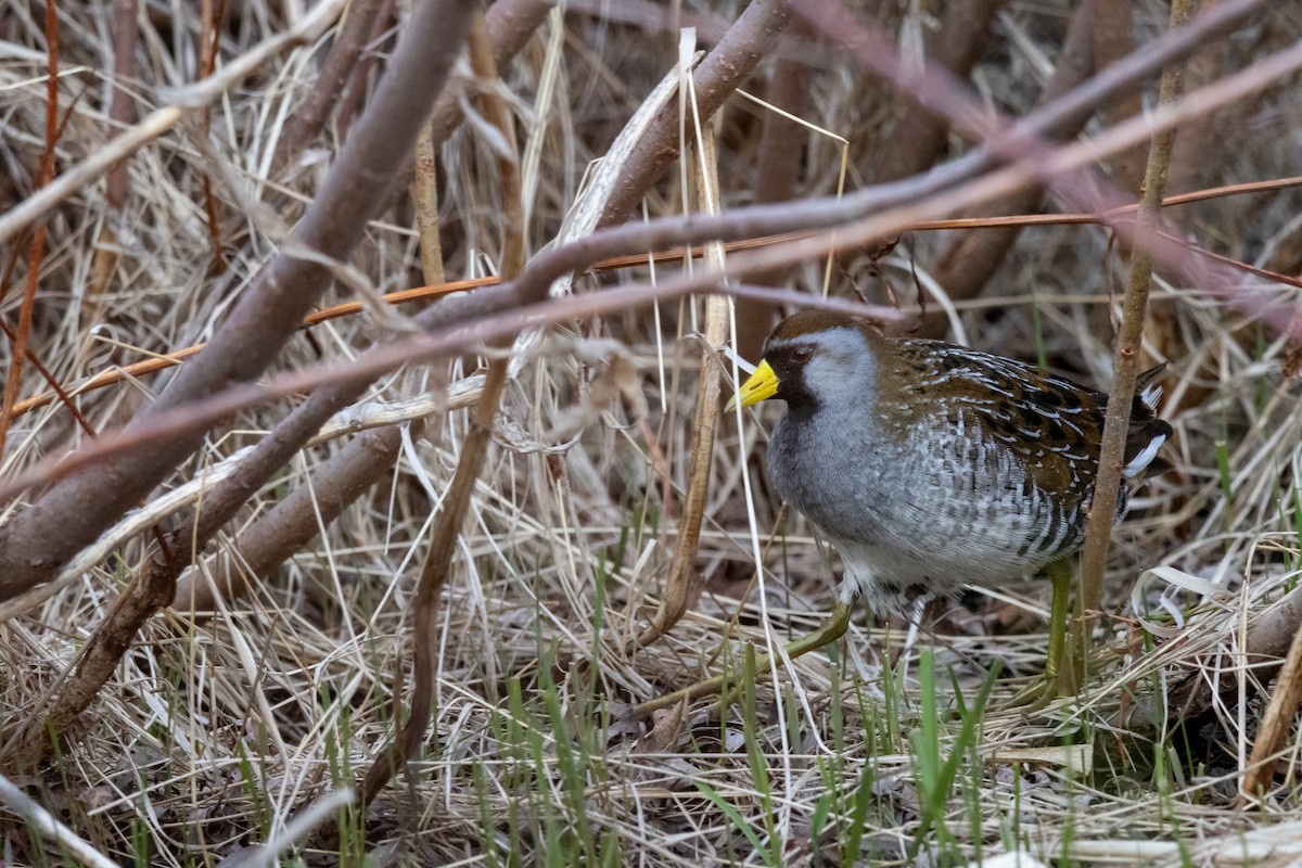 カオグロクイナ - ML618702495