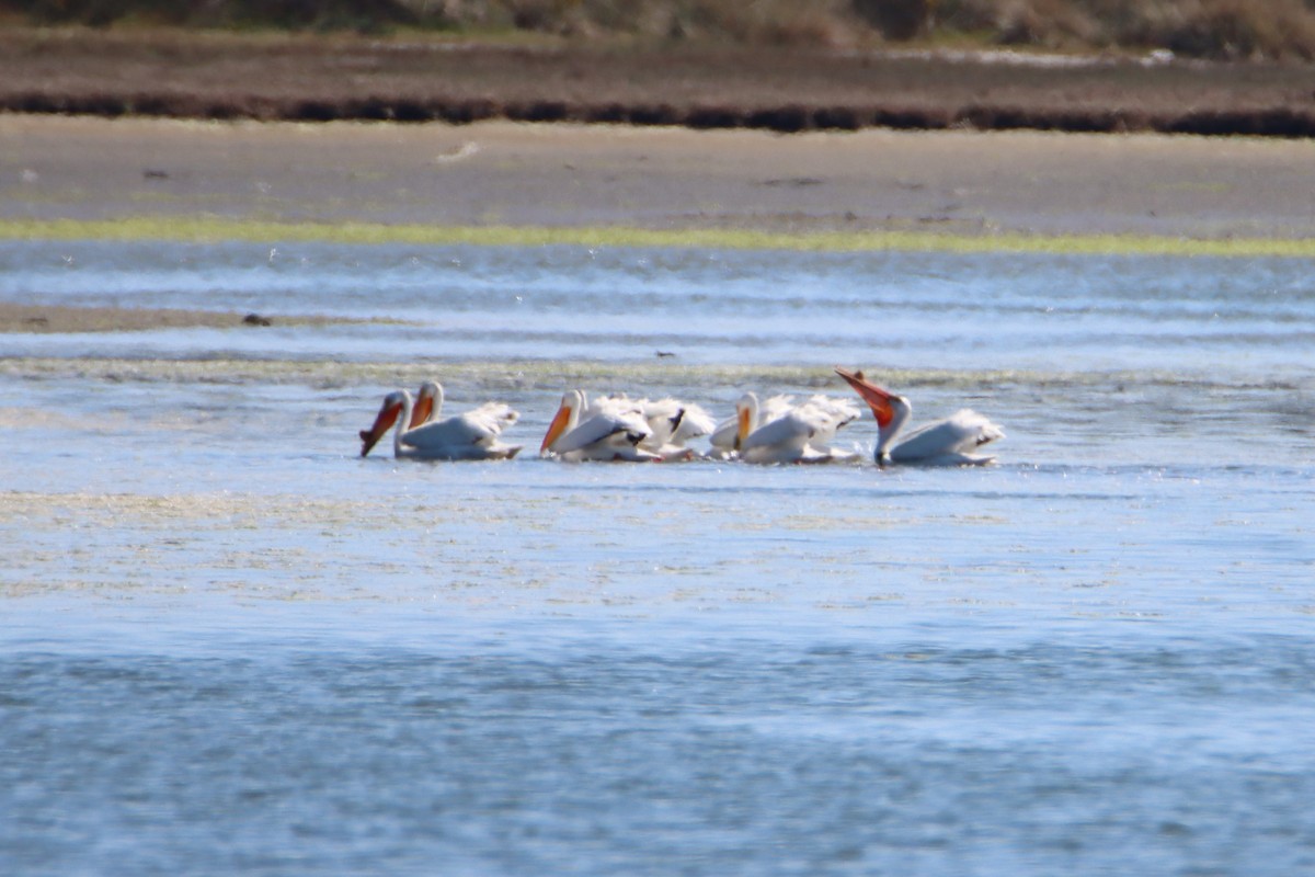 American White Pelican - Daniel Donnecke