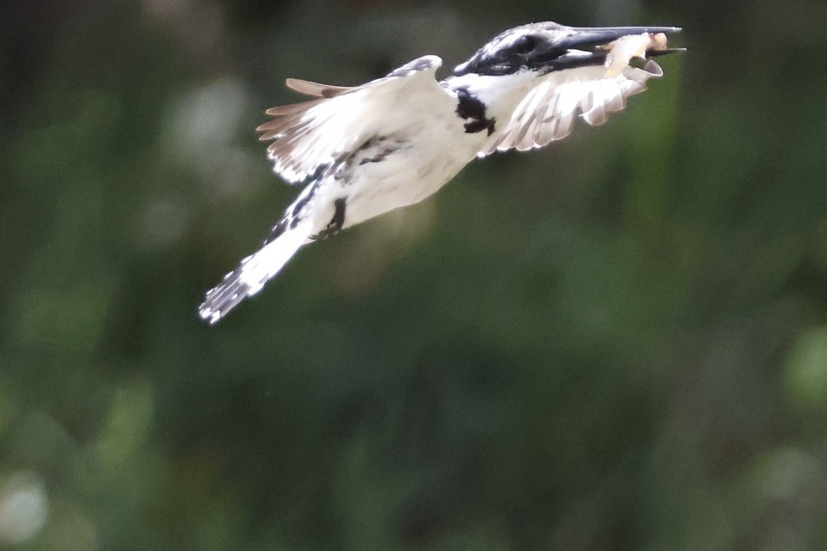 Pied Kingfisher - ML618702518