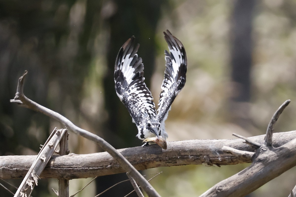 Pied Kingfisher - ML618702519