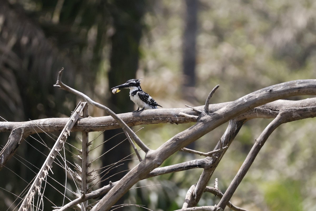 Pied Kingfisher - ML618702520