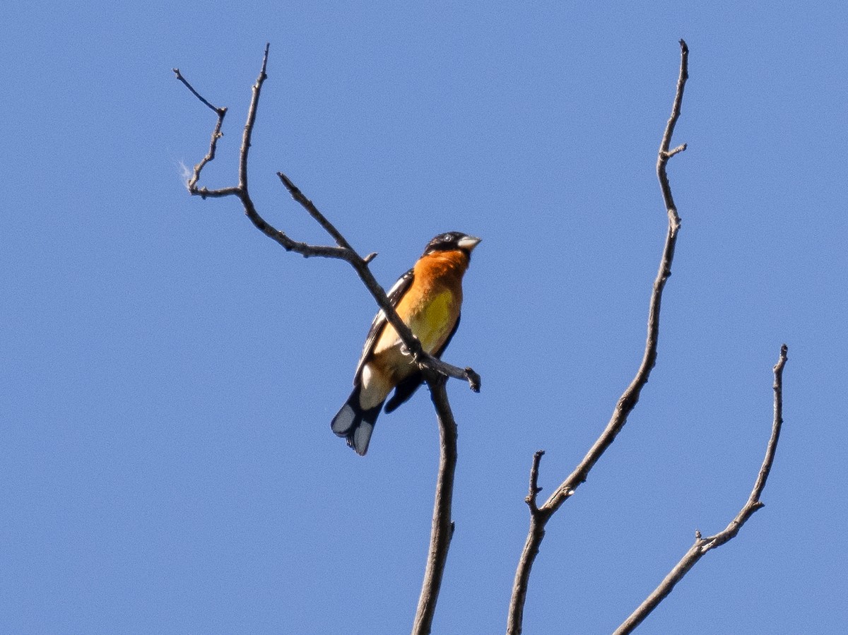 Black-headed Grosbeak - ML618702529