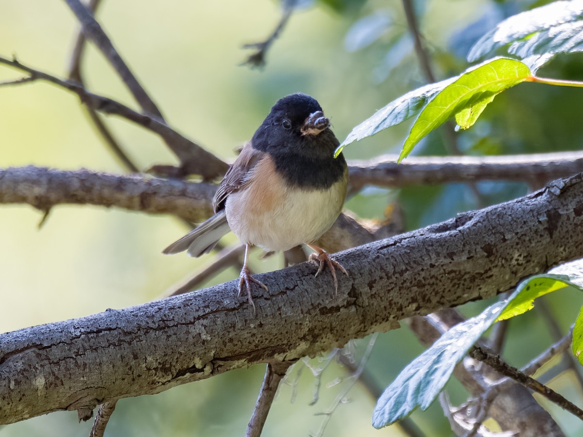 Dark-eyed Junco - ML618702537