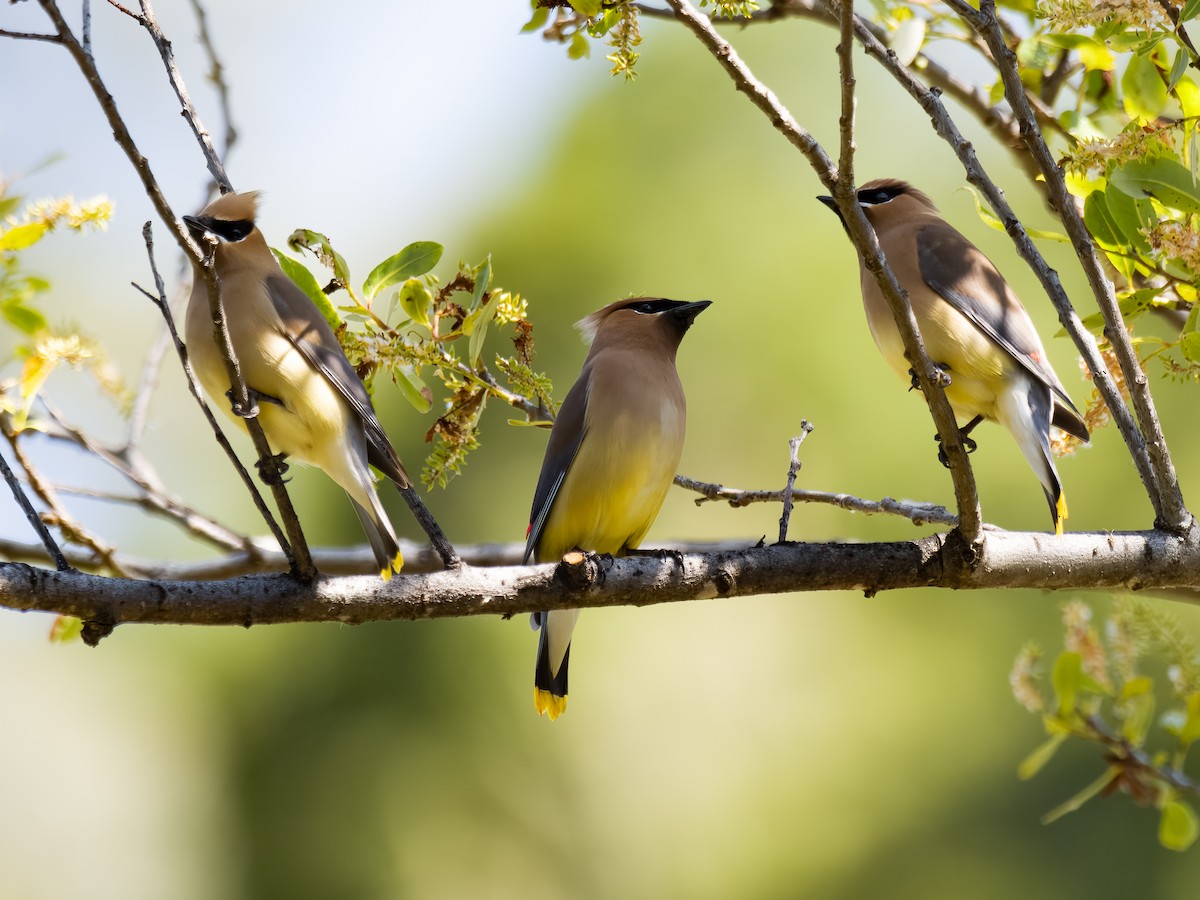 Cedar Waxwing - ML618702546