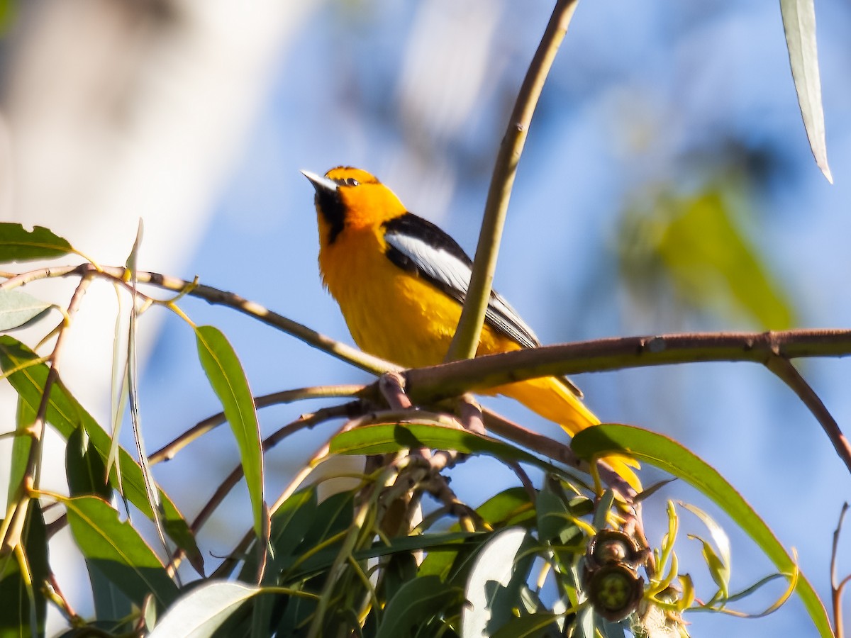 Bullock's Oriole - ML618702547