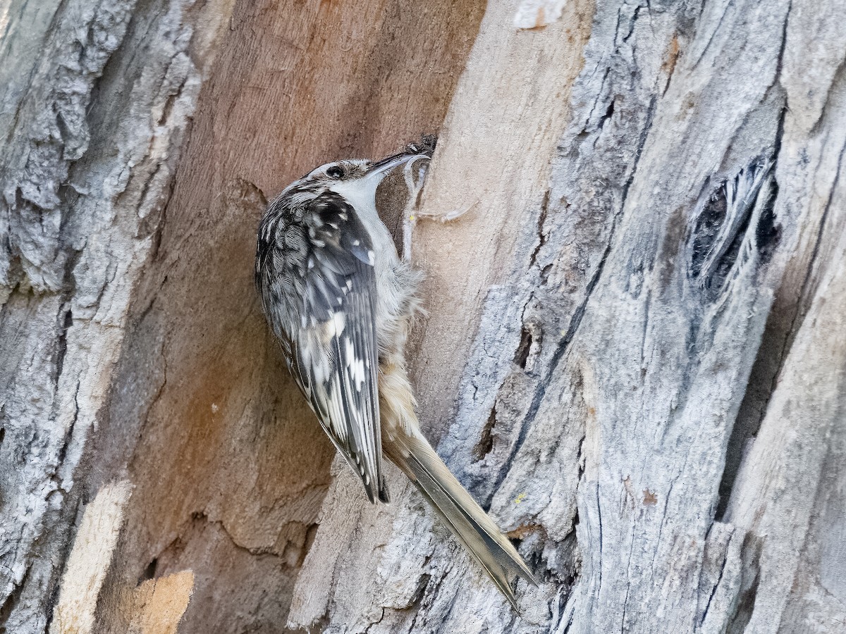 Brown Creeper - ML618702575