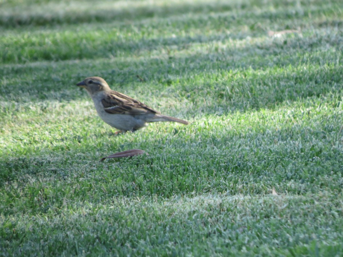 Moineau domestique - ML618702580