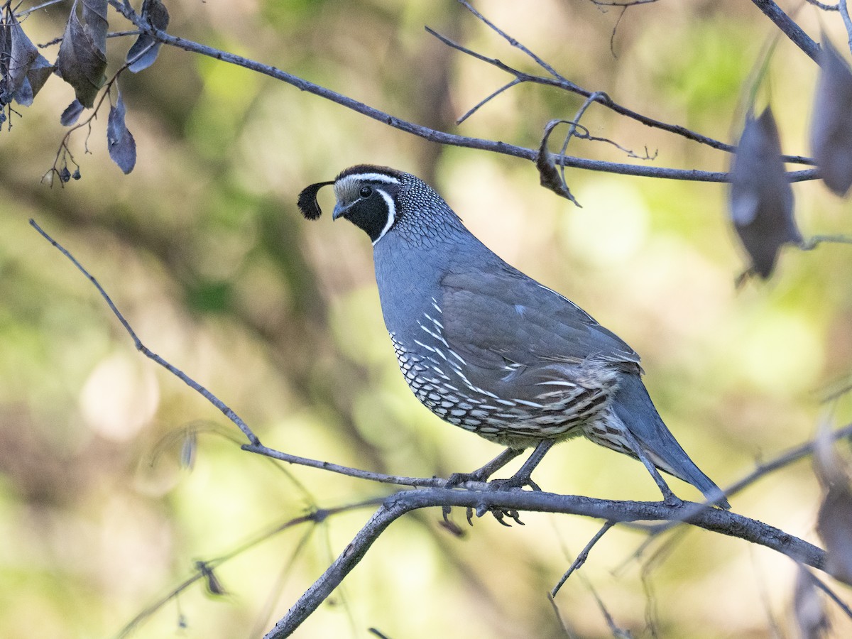 California Quail - ML618702587