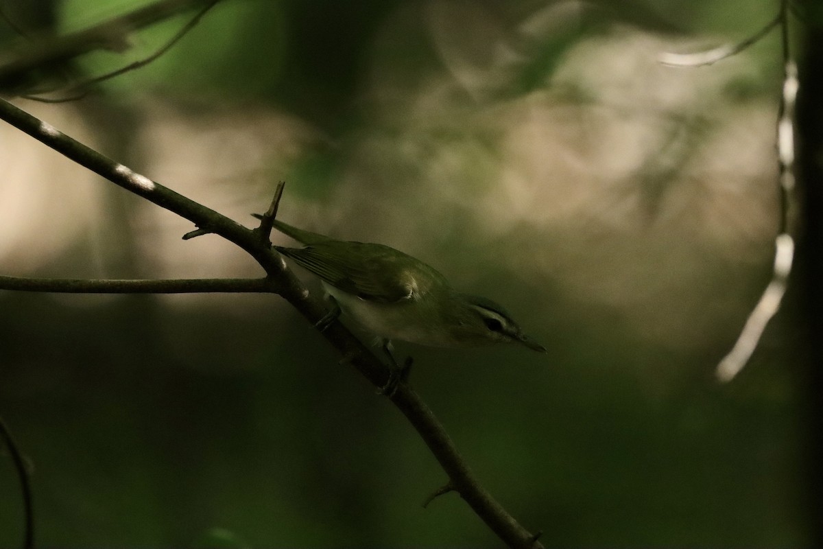 Red-eyed Vireo - ML618702592