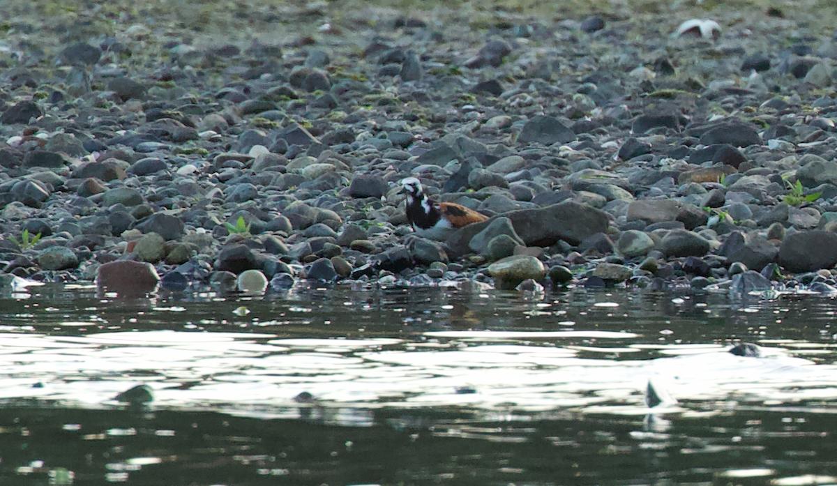 Ruddy Turnstone - Justin Santiago