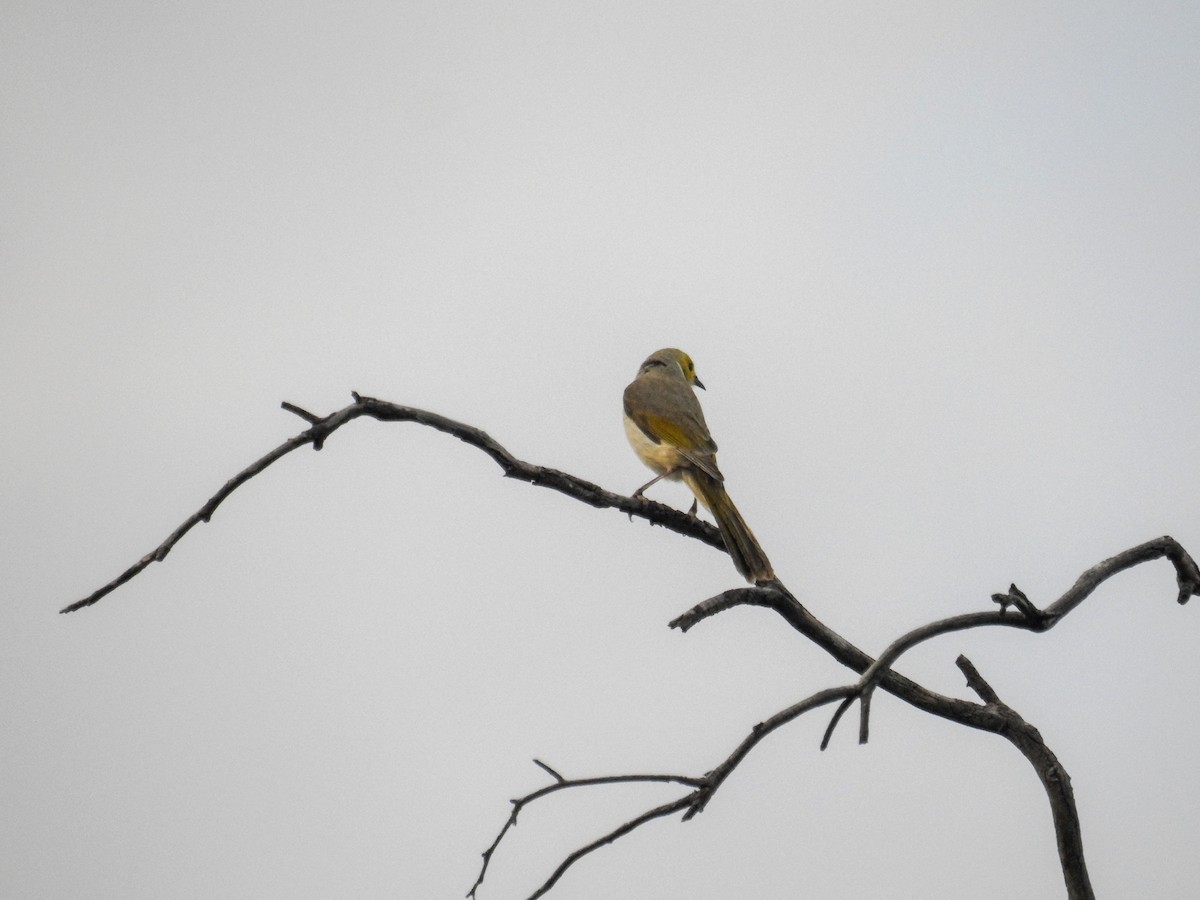 White-plumed Honeyeater - ML618702606