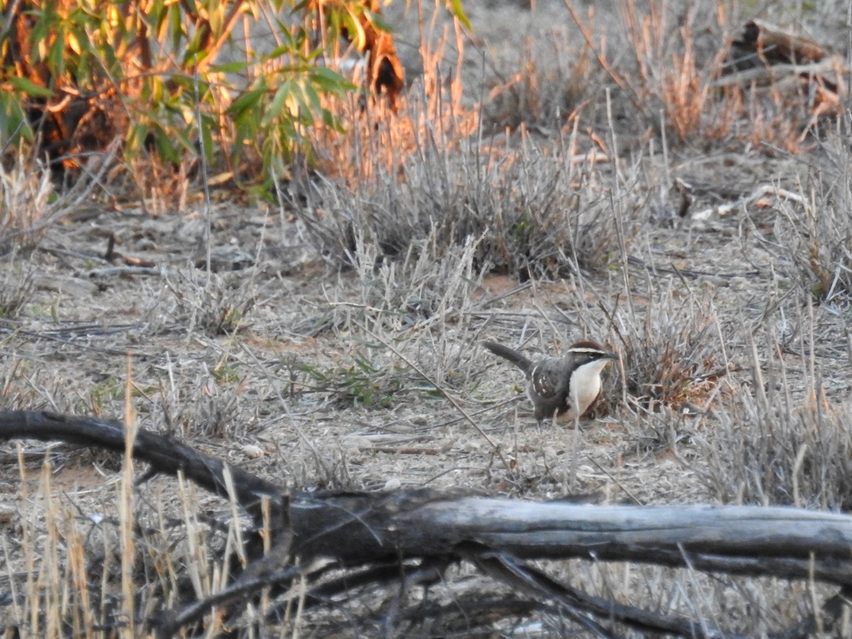 Chestnut-crowned Babbler - ML618702611