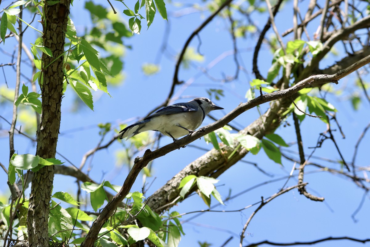 Blue Jay - William Going