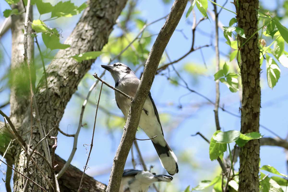 Blue Jay - ML618702614