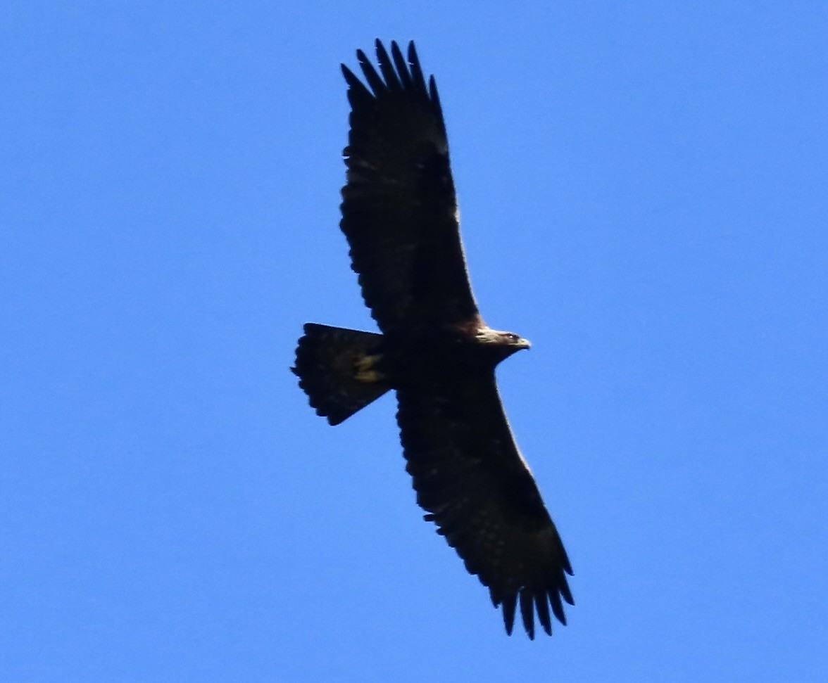 Golden Eagle - Lois Goldfrank