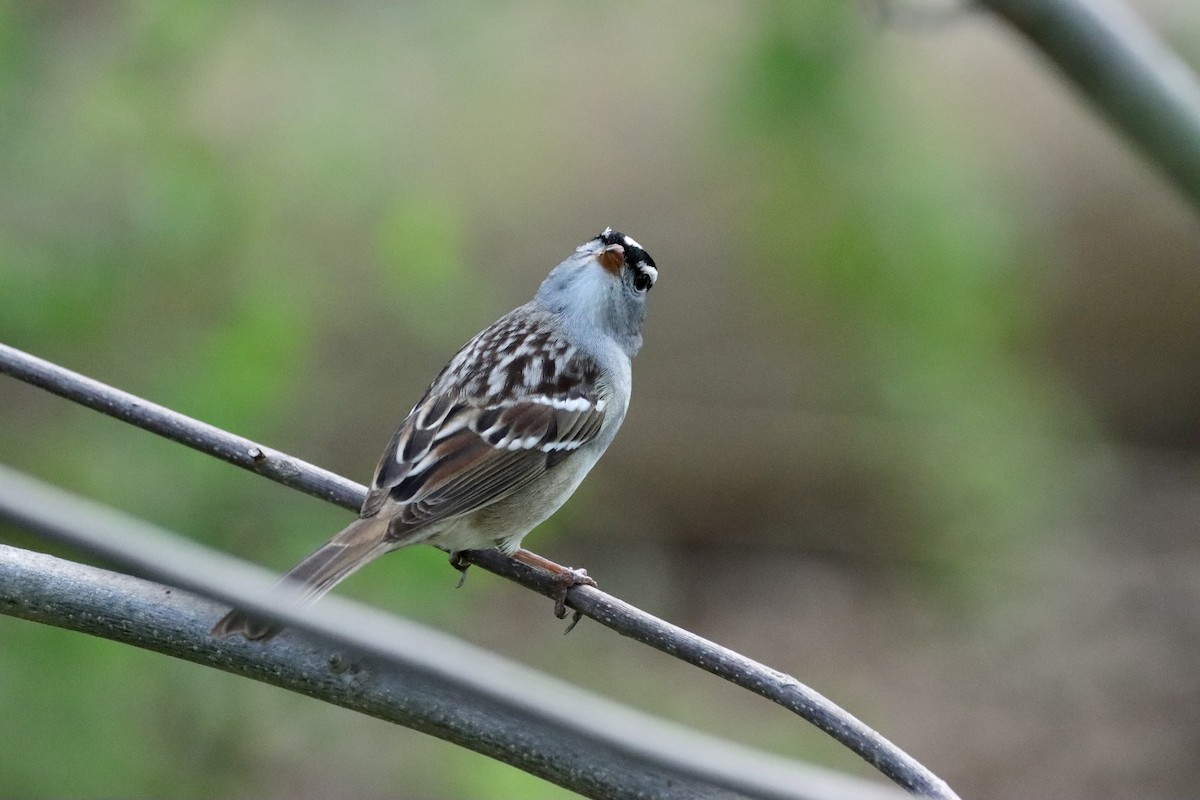 White-crowned Sparrow - William Going