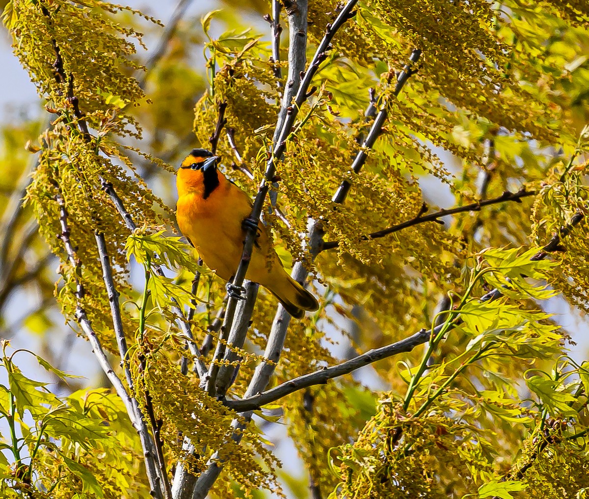 Bullock's Oriole - ML618702701