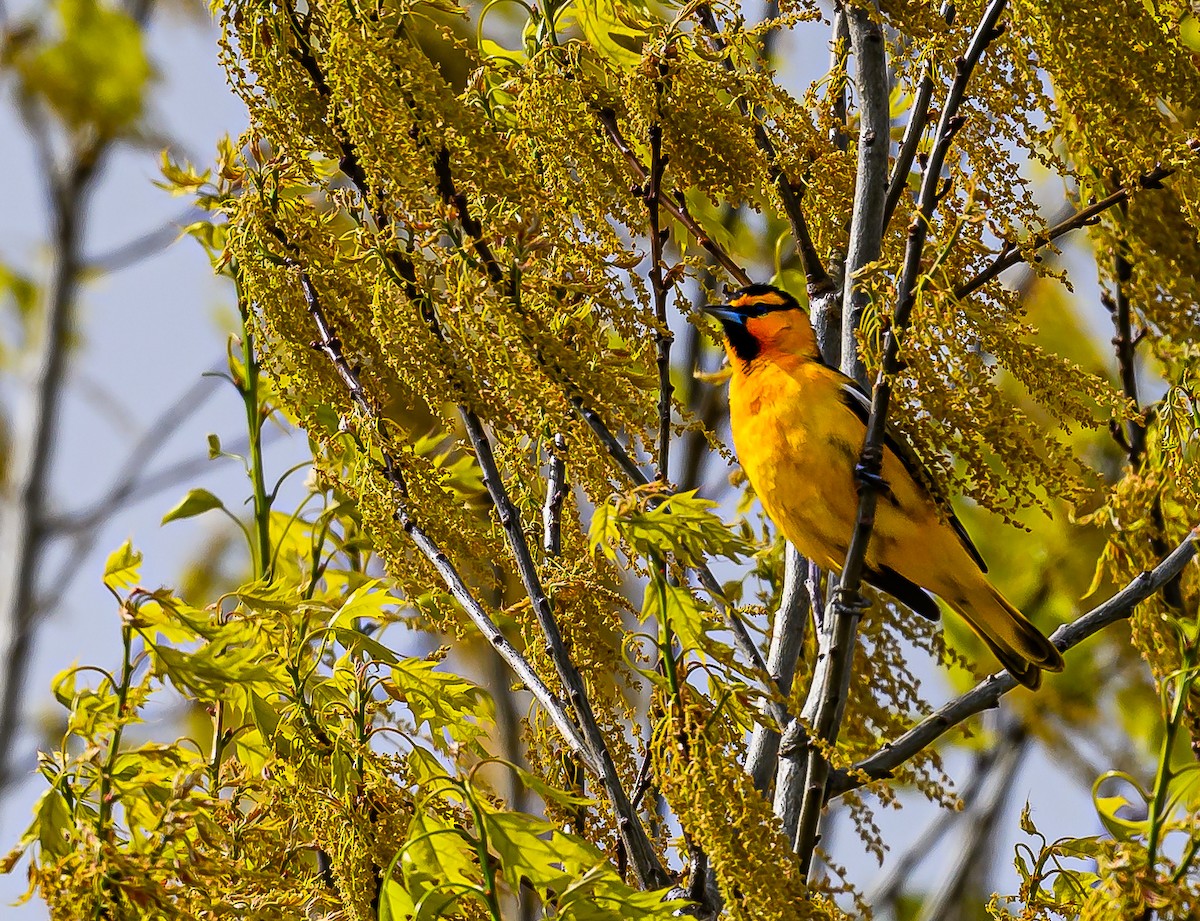 Bullock's Oriole - ML618702702