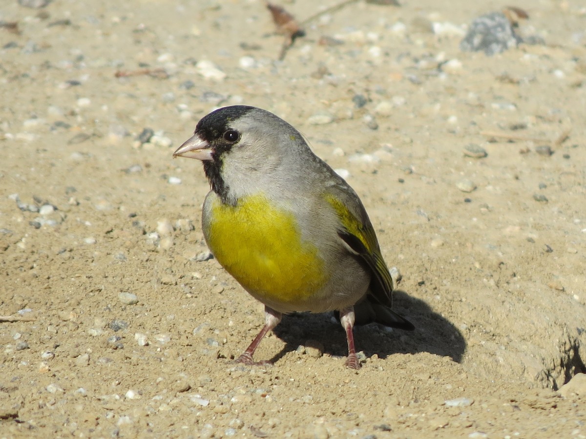 Lawrence's Goldfinch - ML618702704