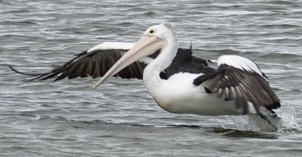 Australian Pelican - Robert Morison and Joyce Ives