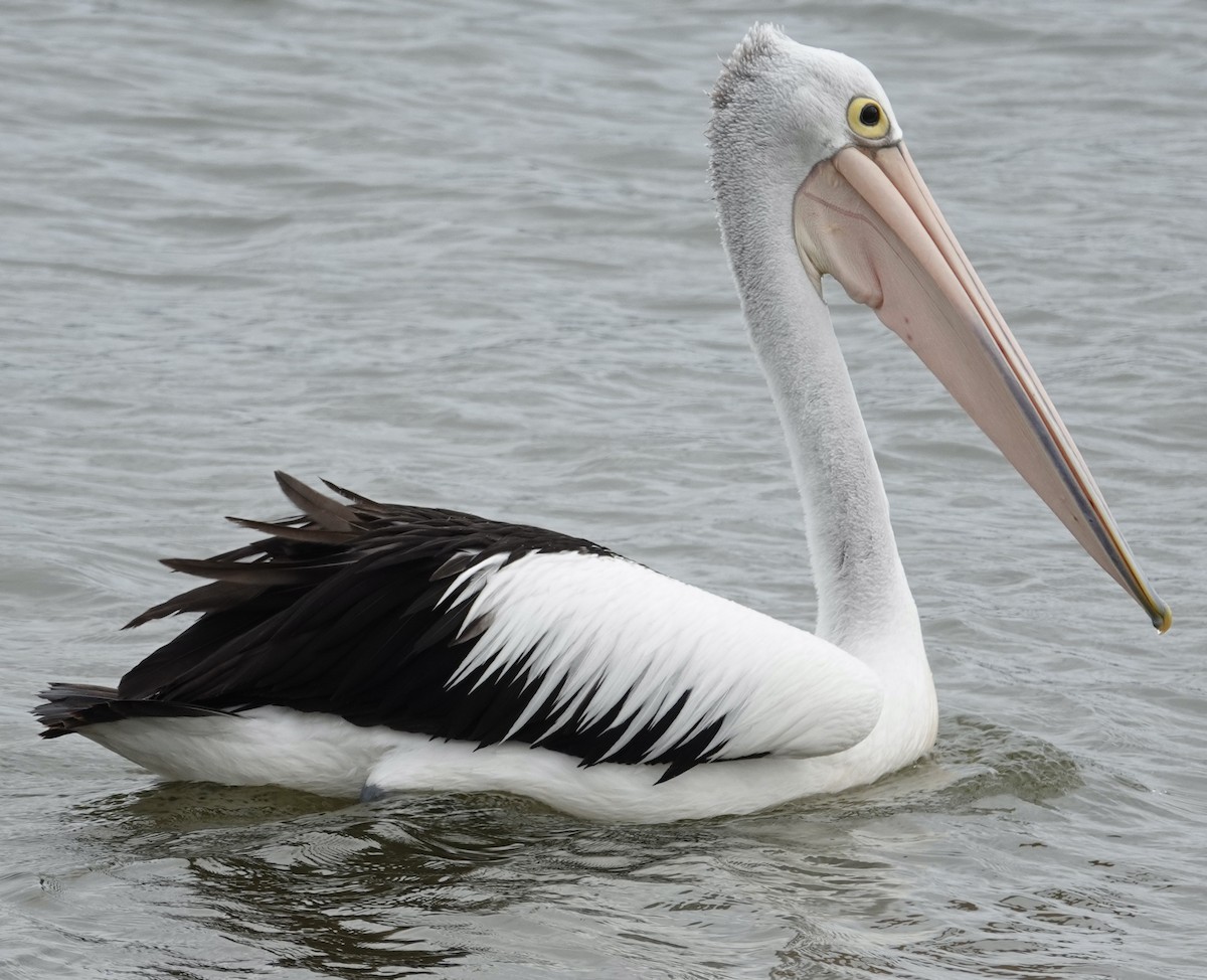 Australian Pelican - Robert Morison and Joyce Ives