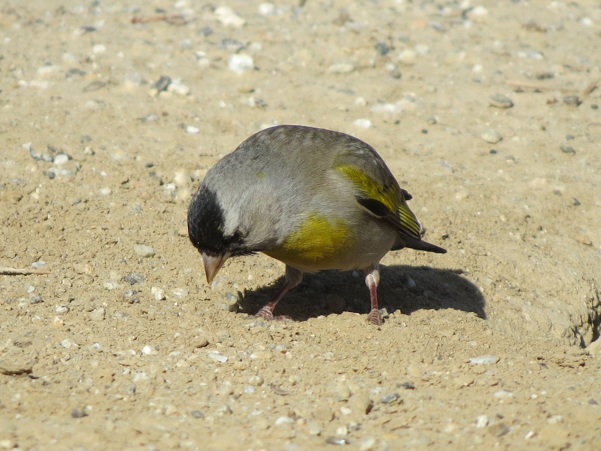 Lawrence's Goldfinch - ML618702718