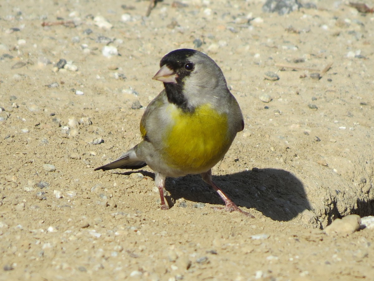 Lawrence's Goldfinch - ML618702726