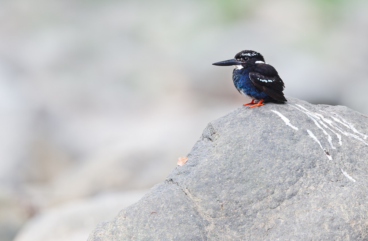 Southern Silvery-Kingfisher - ML618702739