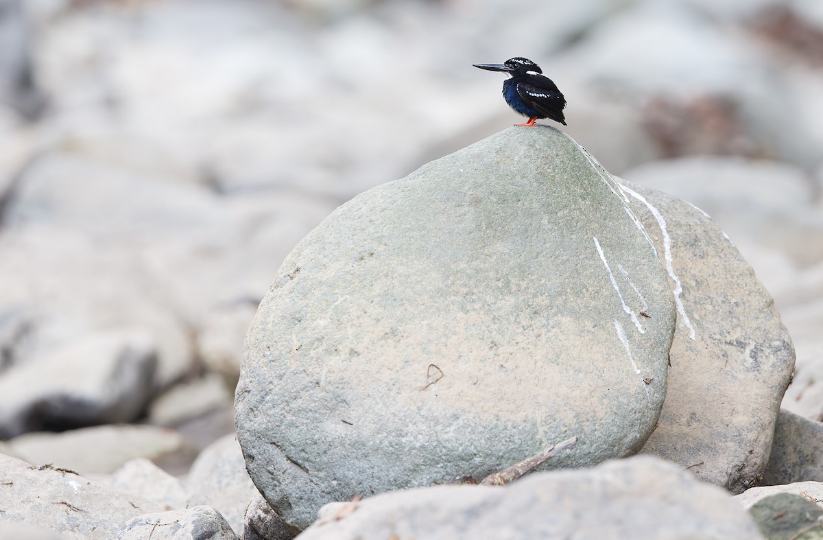 Southern Silvery-Kingfisher - ML618702740