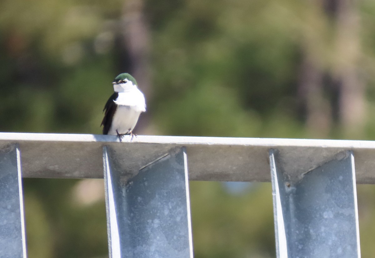 Violet-green Swallow - Lois Goldfrank