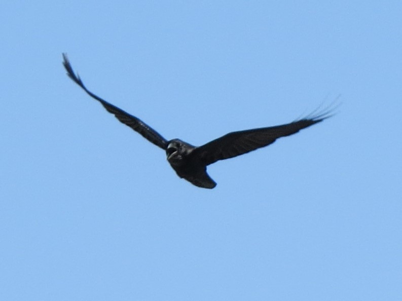 American Crow - ML618702782