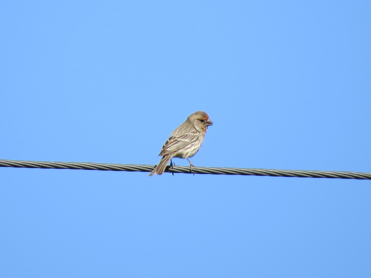 House Finch - ML618702791