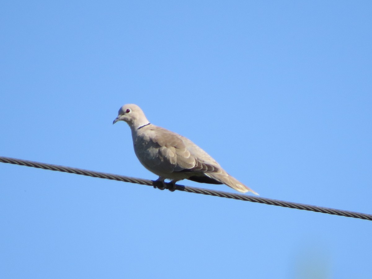 Eurasian Collared-Dove - ML618702800