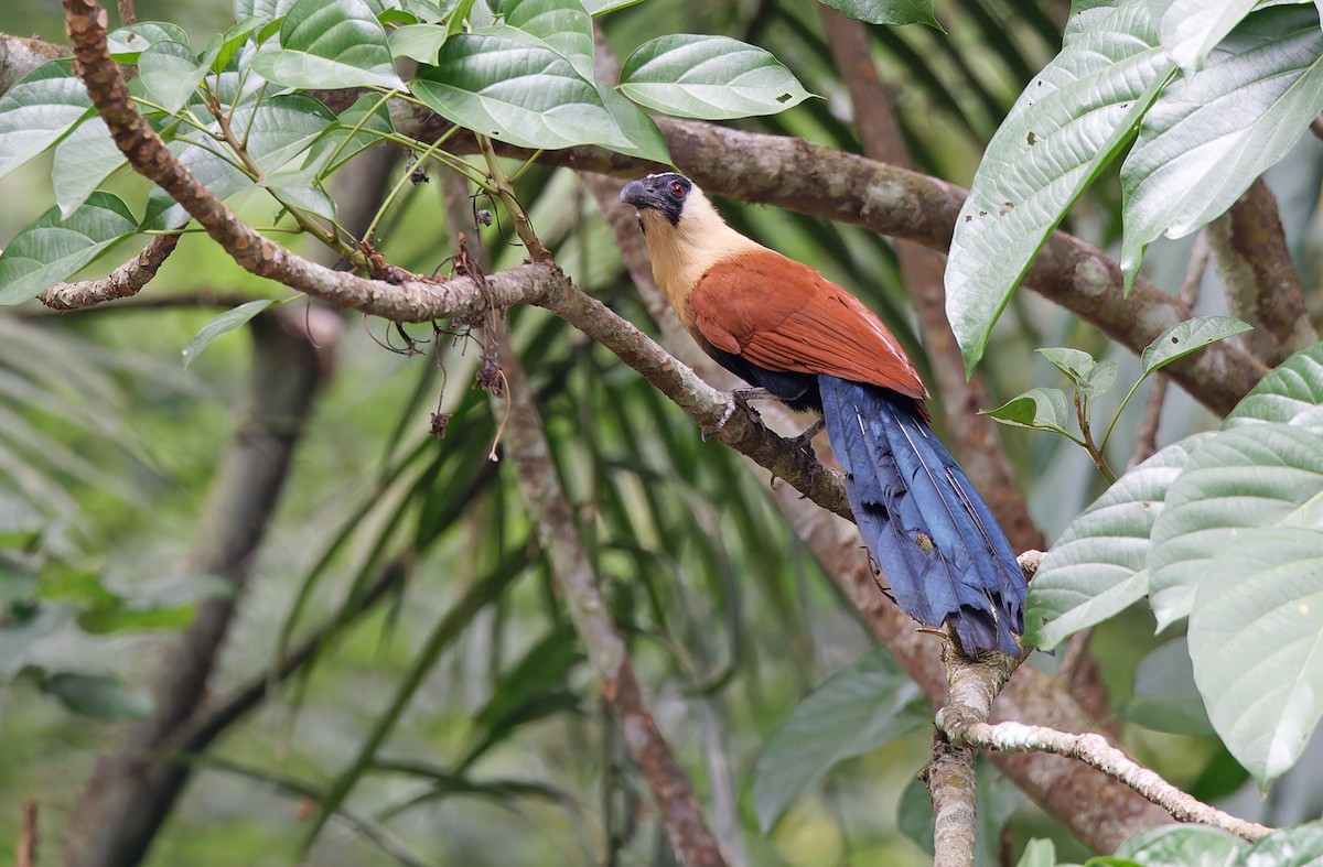 Coucal à face noire - ML618702803