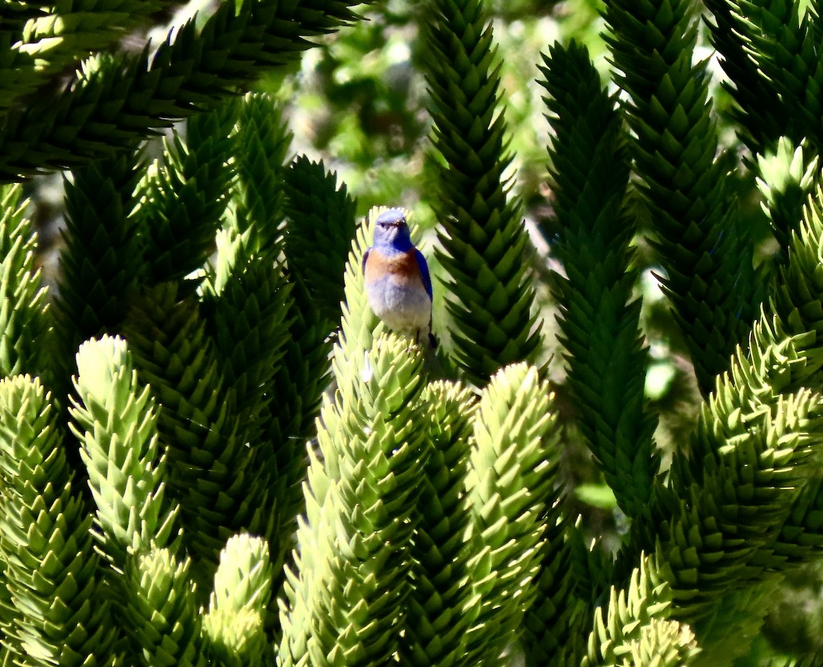 Western Bluebird - Lois Goldfrank