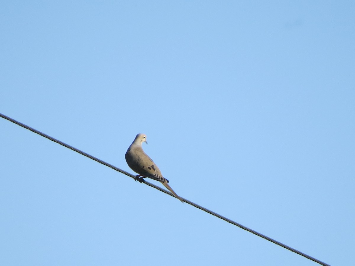 Mourning Dove - ML618702812