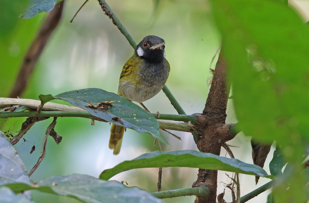 White-eared Tailorbird - ML618702813