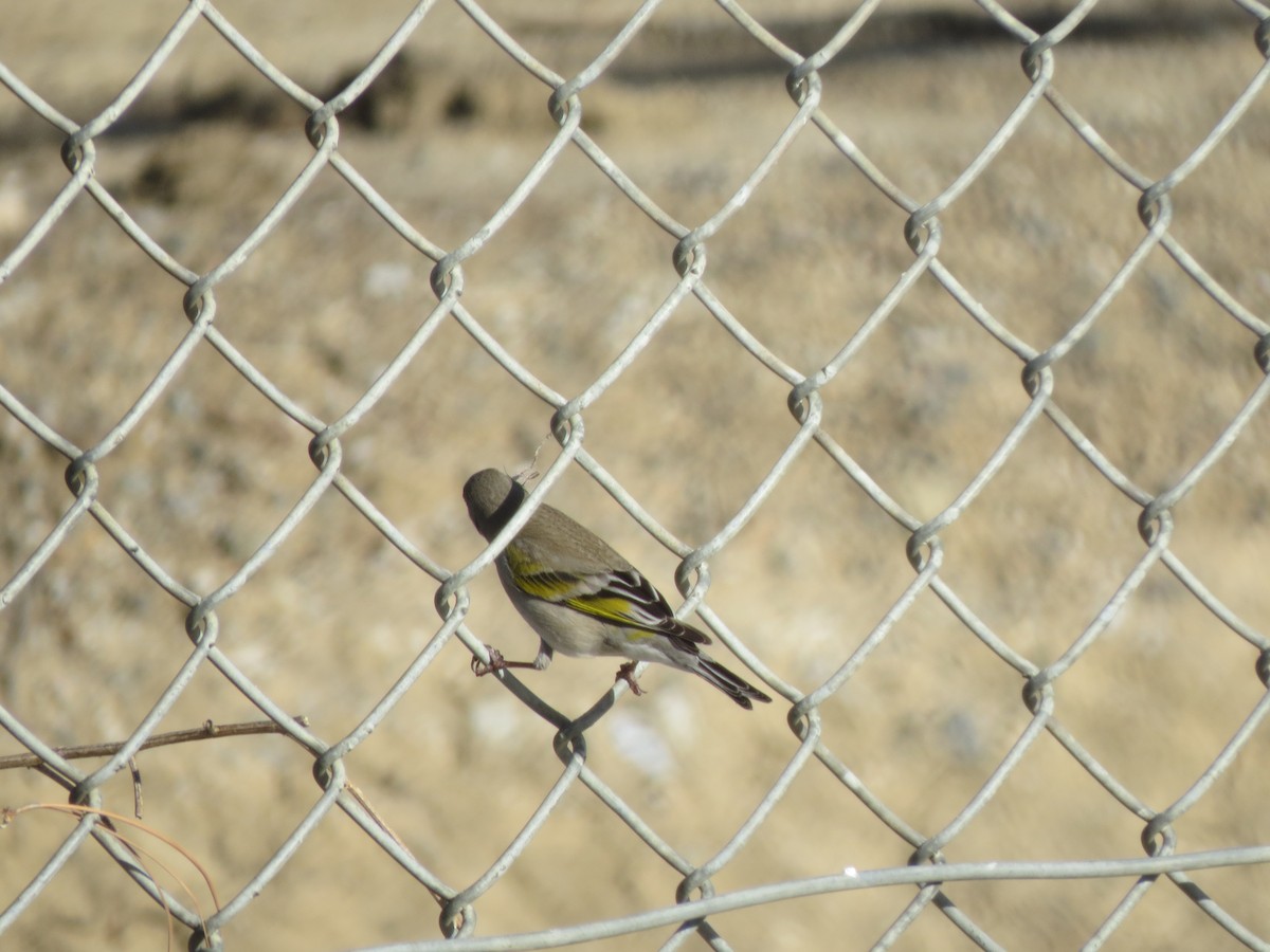 Lawrence's Goldfinch - ML618702822