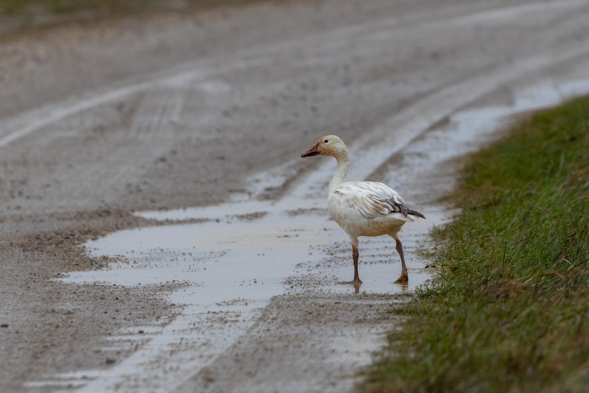 Snow Goose - ML618702832