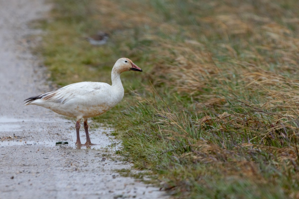 Snow Goose - ML618702833