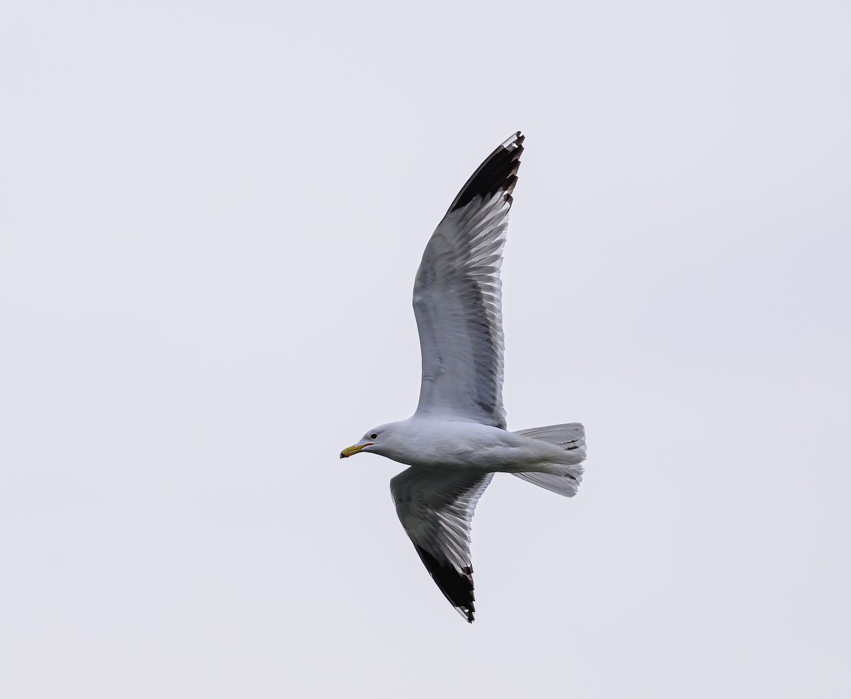 California Gull - ML618702866