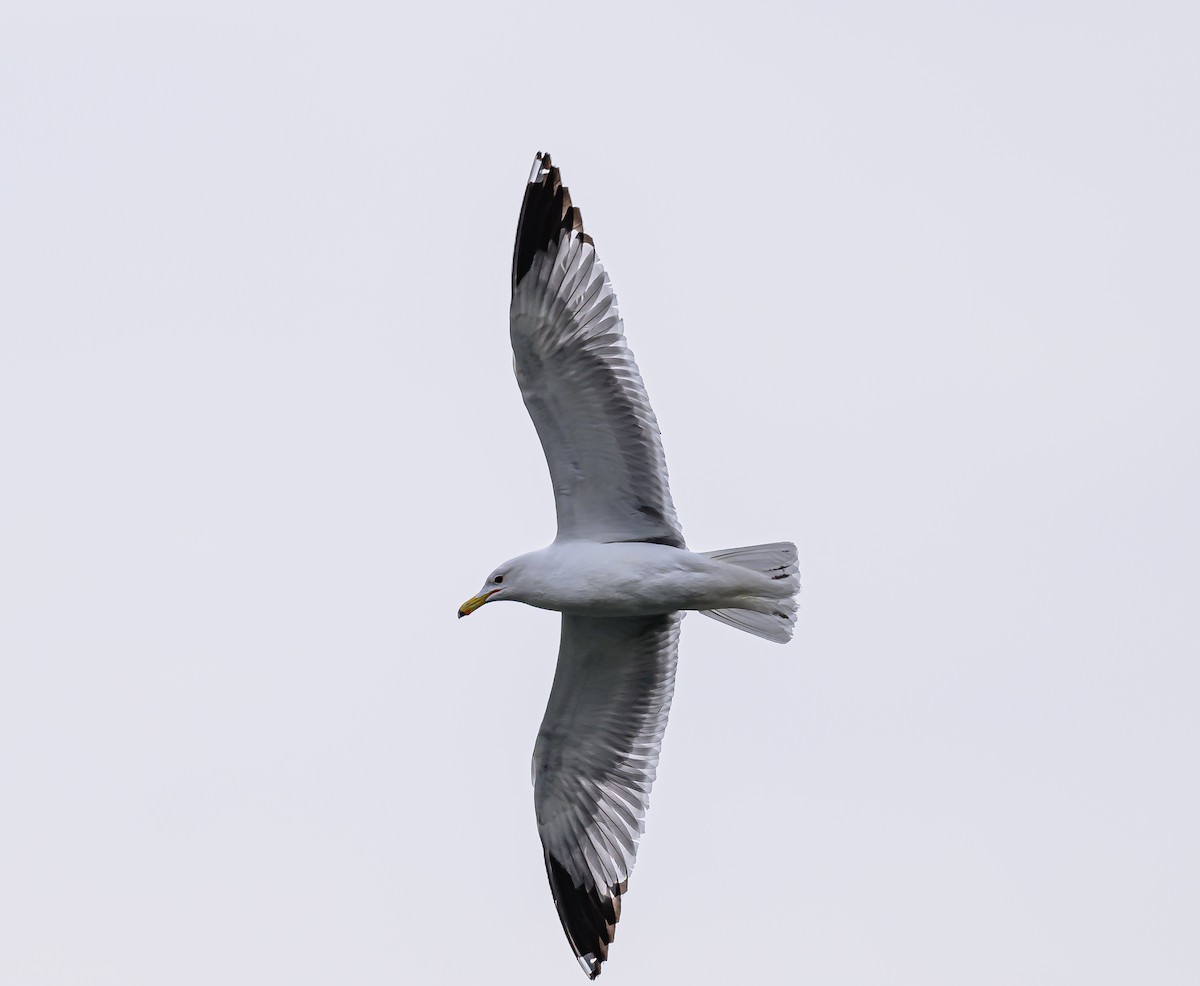 California Gull - ML618702868