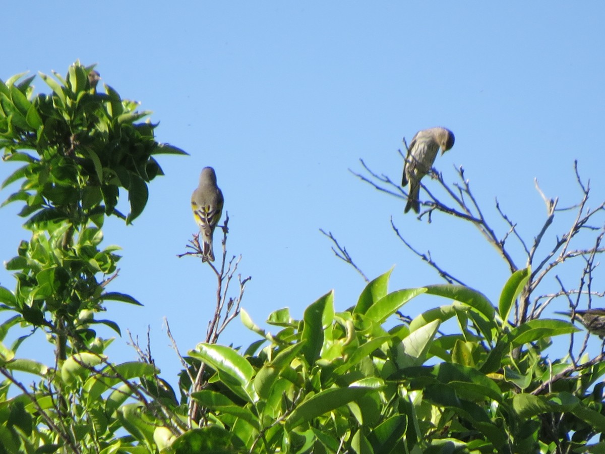 Pine Siskin - ML618702885