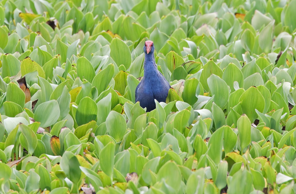 Black-backed Swamphen - ML618702902