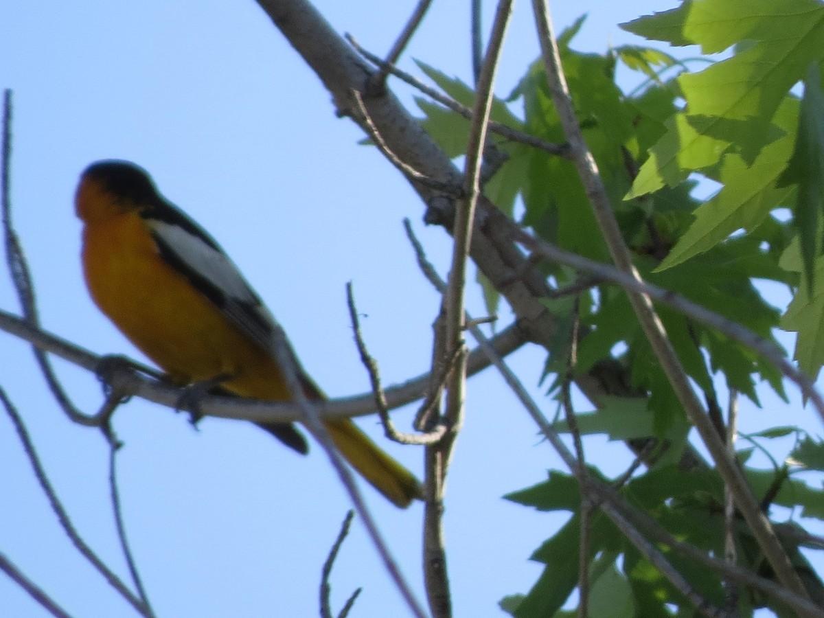 Bullock's Oriole - ML618702905