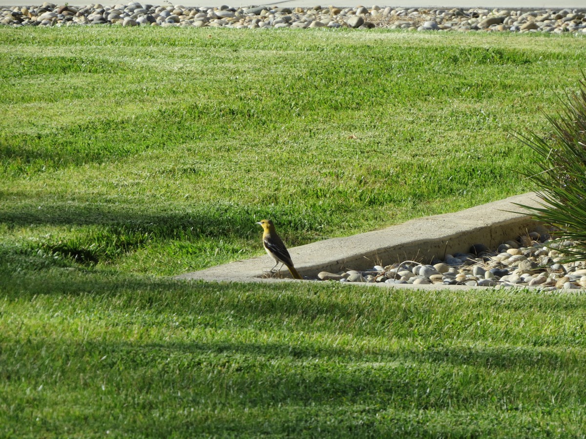 Bullock's Oriole - ML618702920
