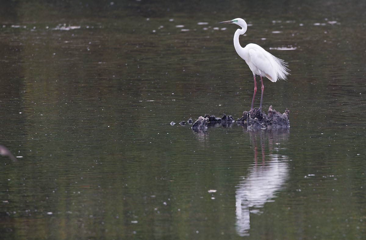 Great Egret - Robert Hutchinson / Birdtour Asia